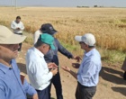 آموزش میدانی مدیریت تغذیه گیاه در بستر مزرعه نمایشی؛ پیوند دانش، پژوهش و اجرا در دهگلان