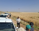 آموزش میدانی مدیریت تغذیه گیاه در بستر مزرعه نمایشی؛ پیوند دانش، پژوهش و اجرا در دهگلان