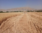 برداشت مزارع گندم ایستگاه تحقیقات کشاورزی گریزه؛ آغاز ورود گنجینه‌های امنیت غذایی به چرخه تولید بذر