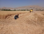 برداشت مزارع گندم ایستگاه تحقیقات کشاورزی گریزه؛ آغاز ورود گنجینه‌های امنیت غذایی به چرخه تولید بذر