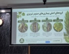 دانش در خدمت صنوبر؛ از تشخیص آفات تا آینده زراعت چوب