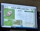 دانش در خدمت صنوبر؛ از تشخیص آفات تا آینده زراعت چوب