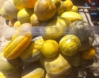 شناسایی و جمع آوری گنجینه ژنتیکی گرمک دیم کردستان