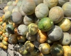 شناسایی و جمع آوری گنجینه ژنتیکی گرمک دیم کردستان