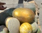 شناسایی و جمع آوری گنجینه ژنتیکی گرمک دیم کردستان