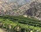 اجرای عملیات کیل‌گیری محصول انگور در شهرستان سنندج با هدف شناسایی و معرفی برگزیدگان بخش کشاورزی