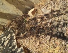 احیای یک میراث تاریخی برای آینده‌ای پایدار؛ قنات ایستگاه باغ‌زاله در مسیر صیانت از آب و توسعه تحقیقات کشاورزی