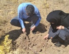 پایش میدانی مگس بنه زعفران در کامیاران؛ ضرورت رصد مستمر مزارع زعفران استان