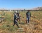 پیش بینی تولید حدود ۳۲ تن بذر گواهی‌شده لوبیا قرمز رقم یاقوت با مشارکت بخش خصوصی در ایستگاه تحقیقات کشاورزی گریزه