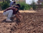 کارگاه آموزشی پرورش زعفران با هدف توسعه آموزش‌های مهارتی و انتقال دانش کاربردی کشاورزی، با حضور فراگیران و دانش‌آموزان در پردیس آموزش کشاورزی سقز برگزار شد.