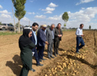 بازدید مدیرکل دفتر امور سبزی و سیفی وزارت جهاد کشاورزی از مزارع تولید بذر سیب‌زمینی در کردستان