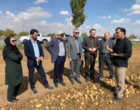 بازدید مدیرکل دفتر امور سبزی و سیفی وزارت جهاد کشاورزی از مزارع تولید بذر سیب‌زمینی در کردستان