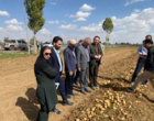 بازدید مدیرکل دفتر امور سبزی و سیفی وزارت جهاد کشاورزی از مزارع تولید بذر سیب‌زمینی در کردستان