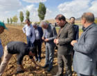 بازدید مدیرکل دفتر امور سبزی و سیفی وزارت جهاد کشاورزی از مزارع تولید بذر سیب‌زمینی در کردستان