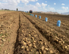 بازدید مدیرکل دفتر امور سبزی و سیفی وزارت جهاد کشاورزی از مزارع تولید بذر سیب‌زمینی در کردستان