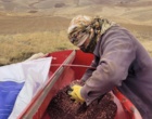 آغاز اجرای مزرعه‌های تحقیقی ـ ترویجی PVS گندم دیم و محصولات تناوبی در ایستگاه تحقیقاتی سارال