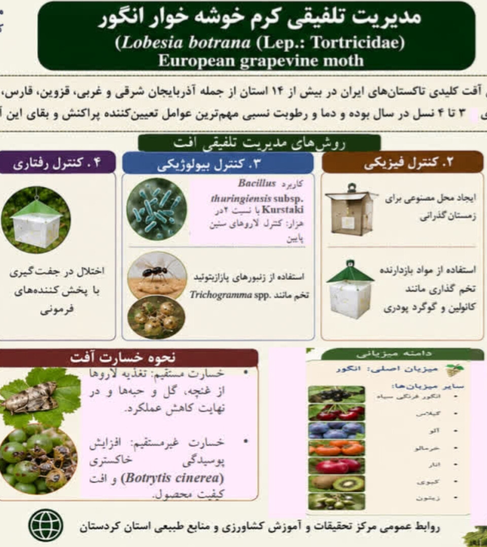 معرفی راهکارهای مدیریت تلفیقی برای کاهش خسارت کرم خوشه‌خوار انگور و کمک به تولید محصول سالم و پایدار
