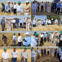 بازدید مسئولین و کارشناسان استان کردستان از مزارع و طرح‌های پژوهشی موسسه تحقیقات دیم کشور در شهر مراغه استان آذربایجان شرقی