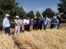 بازدید معاون بهبود تولیدات گیاهی سازمان جهاد کشاورزی استان کردستان و هیئت همراه از موسسه دیم   به گزارش روابط عموم