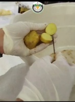 دوره آموزشی علائم‌شناسی و گواهی سلامت سیب‌زمینی بذری ویژه کارشناسان استان کردستان و کرمانشاه در مرکز کردستان