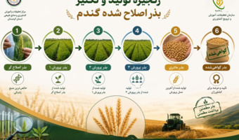 زنجیره تولید و تکثیر بذر اصلاح‌شده گندم وجو ؛ از اصلاح ژنتیکی تا تولید بذر گواهی‌شده