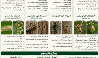 اینفوگرافی آفات و بیماری‌های مهم صنوبر تبریزی