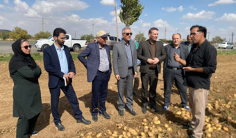 بازدید مدیرکل دفتر امور سبزی و سیفی وزارت جهاد کشاورزی از مزارع تولید بذر سیب‌زمینی در کردستان