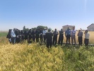 برگزاری روز مزرعه در شهرستان دهگلان در راستای معرفی ارقام گندم