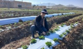 پروژه تحقیقاتی "ارزیابی تکمیلی ژنوتیپ های هیبرید امیدبخش حاصل از تلاقی ارقام توت فرنگی"  با امید در حال اجراست.
