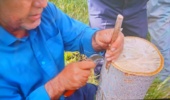 جراحیِ نجات‌بخش درختان گردو؛ هنر سرشاخه‌کاری برای فردایی پربارتر