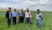 پایش میدانی گندم در کردستان، گامی راهبردی در راستای امنیت غذایی