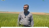 کردستان در مسیر تحقق ۱۰۰ درصدی تولید بذر جو
