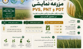 مزرعه نمایشی؛ پلی میان پژوهش، آموزش و کشاورز