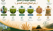 زنجیره تولید و تکثیر بذر اصلاحشده گندم وجو ؛ از اصلاح ژنتیکی تا تولید بذر گواهیشده