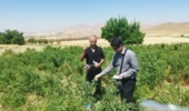 ارزیابی و پایش پروژه ملی بیماری‌های فیتوپلاسمایی گیاهان دارویی در شهرستان سقز