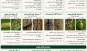اینفوگرافی آفات و بیماری‌های مهم صنوبر تبریزی