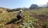 شناسایی و جمع آوری گنجینه ژنتیکی گرمک دیم کردستان