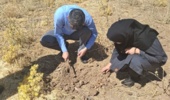 پایش میدانی مگس بنه زعفران در کامیاران؛ ضرورت رصد مستمر مزارع زعفران استان