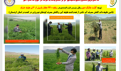 توسعه کشت ماشک دیم در ۲۳۰۰ هکتار از اراضی کردستان