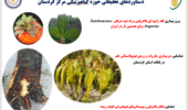 از شناسایی عوامل خسارت‌زا تا حفاظت از تولید؛ روایت بخشی از دستاوردهای گیاه‌پزشکی کردستان
