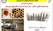 هنگوار در خدمت سلامت زنبورعسل؛ دستیابی به دانش فنی تولید عصاره گیاهی برای کنترل کنه واروآ