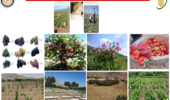 گامی برای حفظ تنوع ژنتیکی و فراهم‌سازی بستر پژوهش، ارزیابی و انتقال یافته‌های علمی