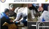 افزایش نرخ زایش، چندقلوزایی و وزن بره‌های تولیدی با اجرای فناوری‌های نوین تولیدمثل در خارج از فصل تولیدمثل