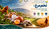 روز جهانی تخم‌مرغ گرامی باد