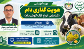 هویت‌گذاری دام؛ محور آموزش تخصصی کارشناسان دامپروری کردستان