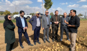 بازدید مدیرکل دفتر امور سبزی و سیفی وزارت جهاد کشاورزی از مزارع تولید بذر سیب‌زمینی در کردستان