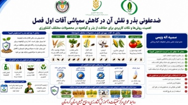 اینفوگرافی ضدعفونی بذر؛ نخستین گام برای کاهش آفات و مصرف سموم در آغاز فصل کشت