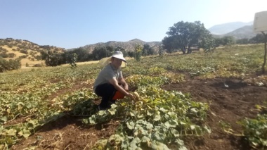 شناسایی و جمع آوری گنجینه ژنتیکی گرمک دیم کردستان