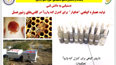 هنگوار در خدمت سلامت زنبورعسل؛ دستیابی به دانش فنی تولید عصاره گیاهی برای کنترل کنه واروآ