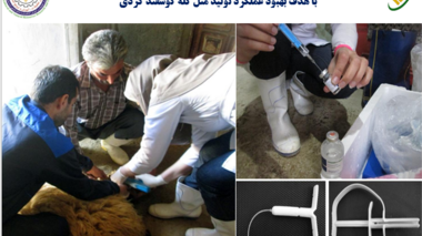افزایش نرخ زایش، چندقلوزایی و وزن بره‌های تولیدی با اجرای فناوری‌های نوین تولیدمثل در خارج از فصل تولیدمثل